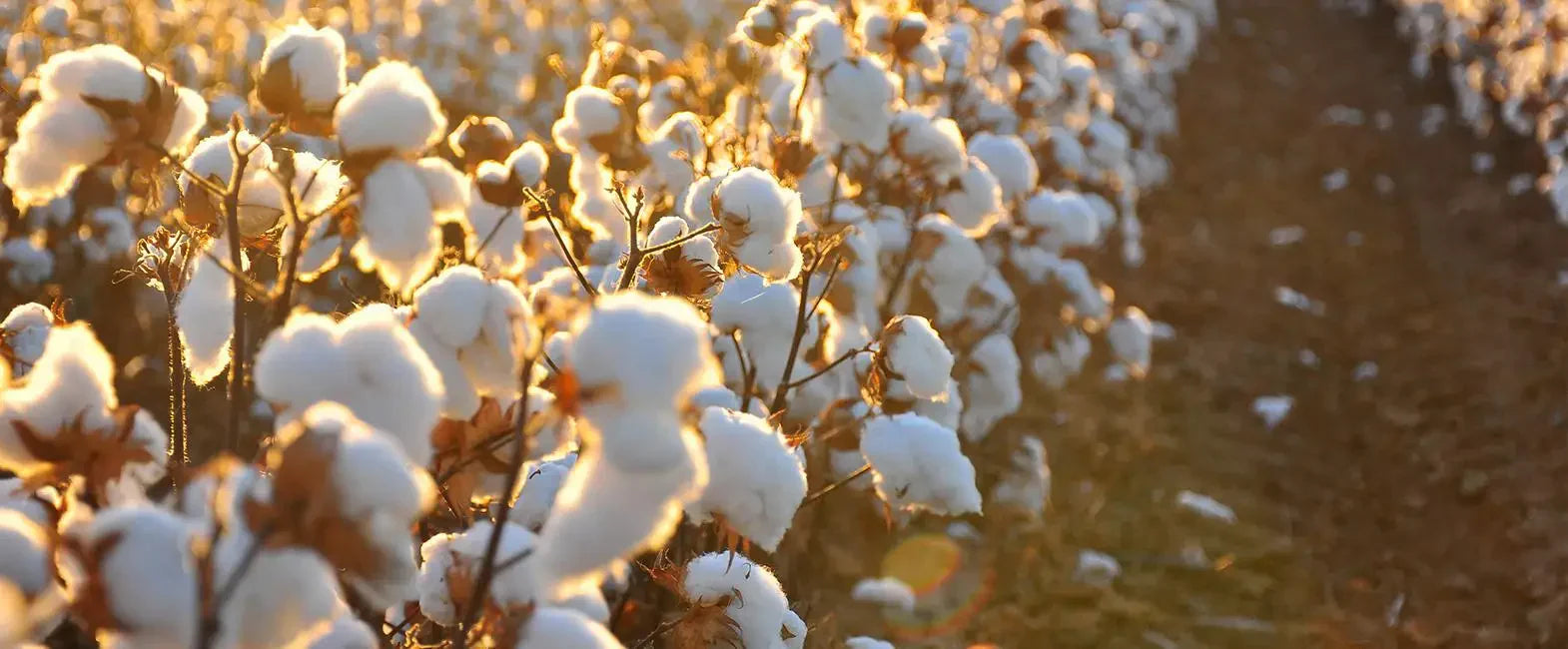 A Buying Guide to Egyptian Cotton & Thread Count: The Cozy Connoisseur Chronicles