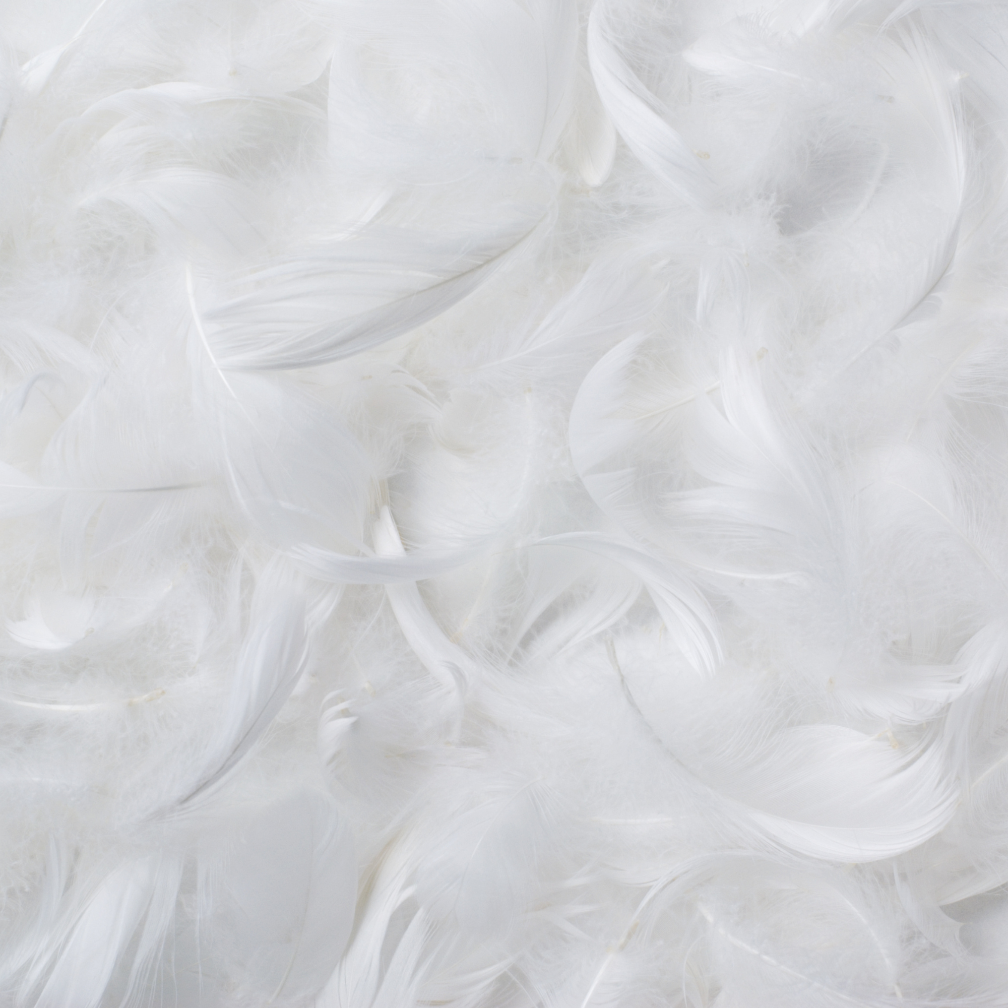 Feather Duvet