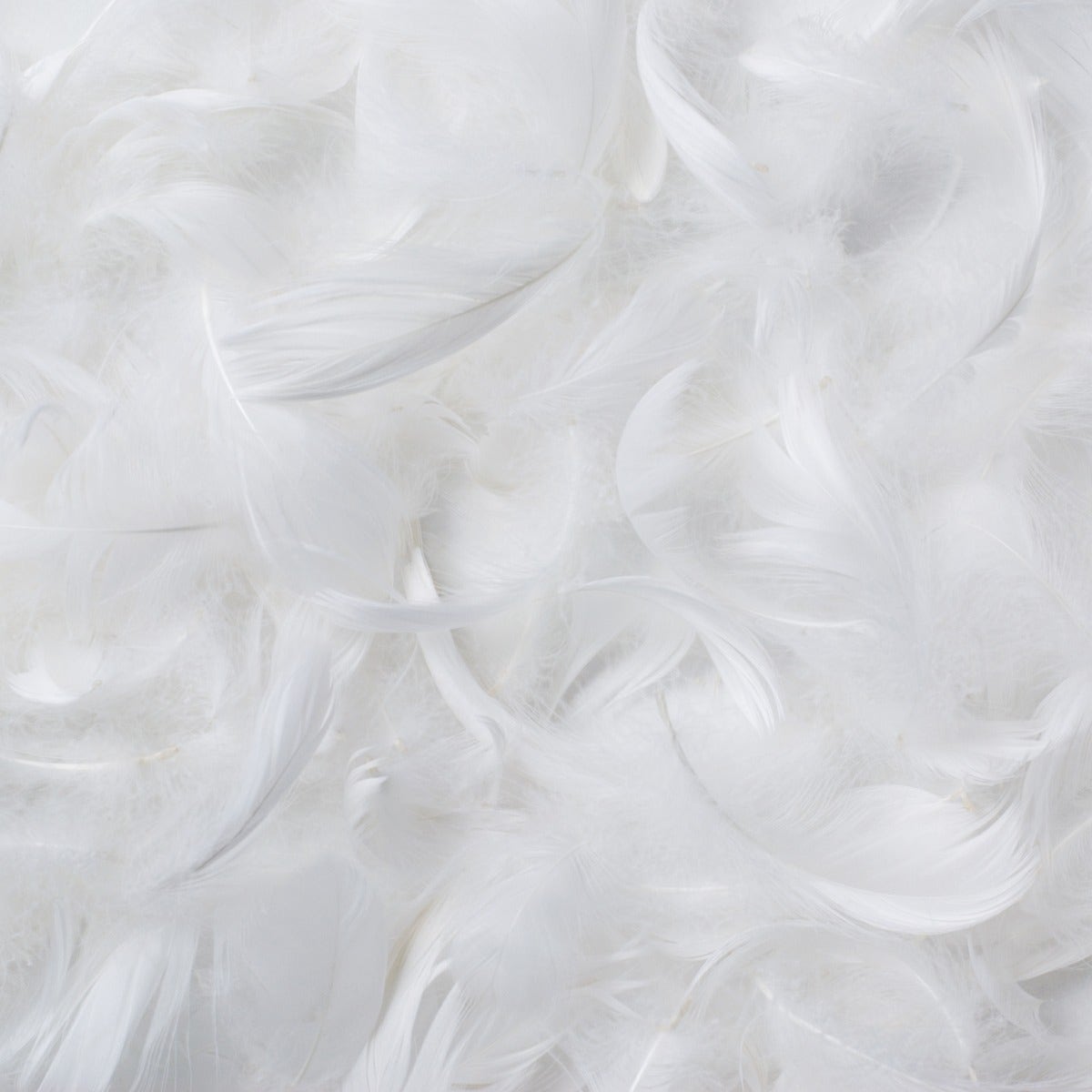 Close-up of the white feather fill used in the Royal Elite Feather Duvet.