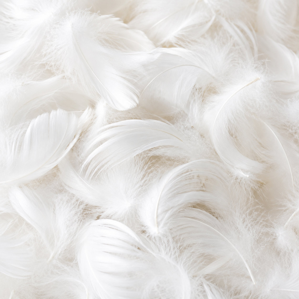 Close-up of white goose feathers used as natural fill in Royal Elite feather pillows.
